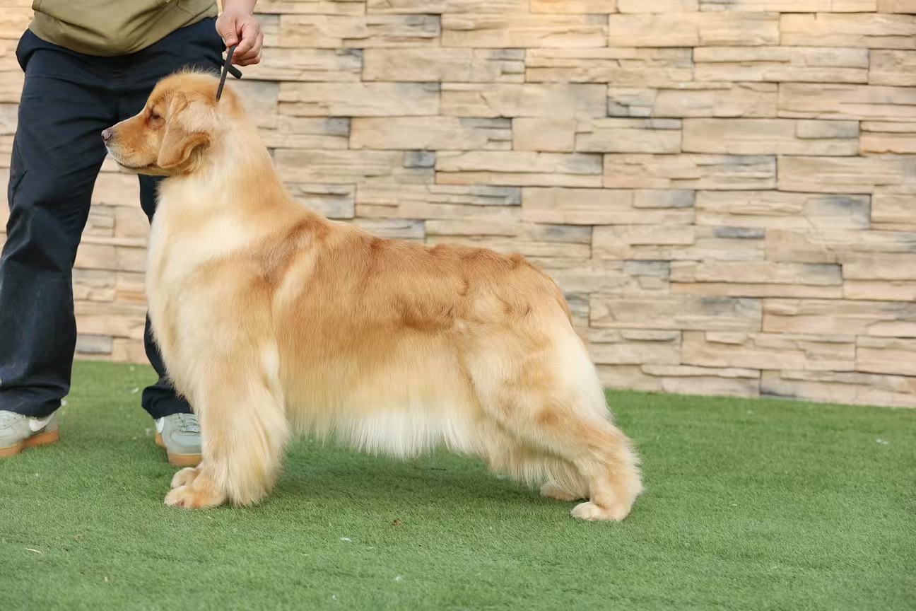 金毛母犬